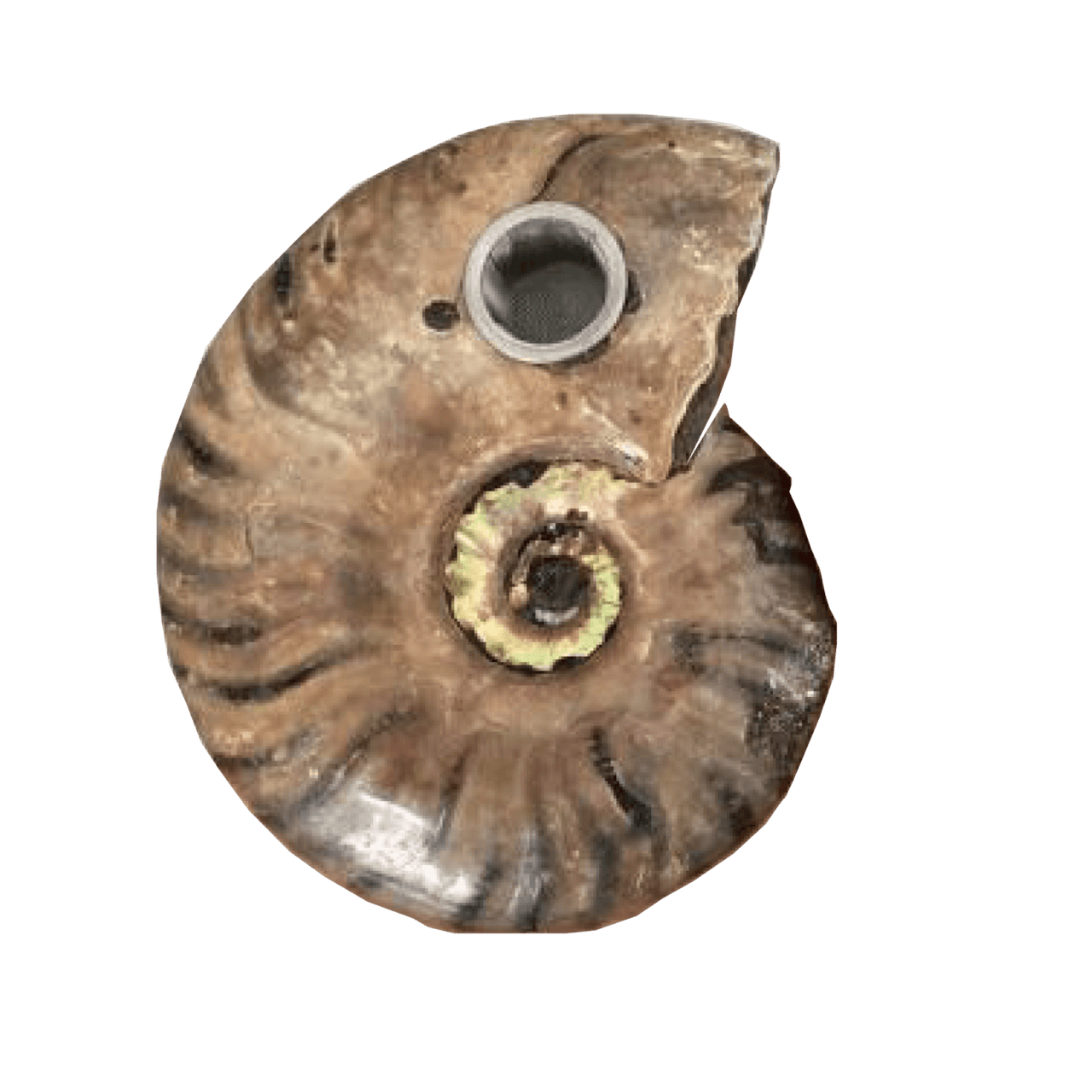 Fossilized Ammonite Crystal Pipes 