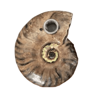 Thumbnail for Fossilized Ammonite Crystal Pipes 