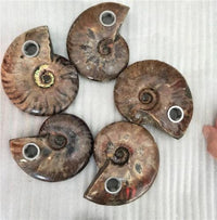 Thumbnail for Fossilized Ammonite Crystal Pipes 